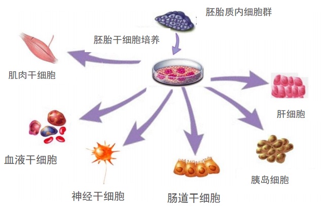 Em cell func